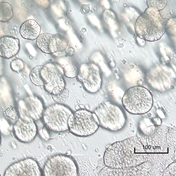 Goat lung derived organoids